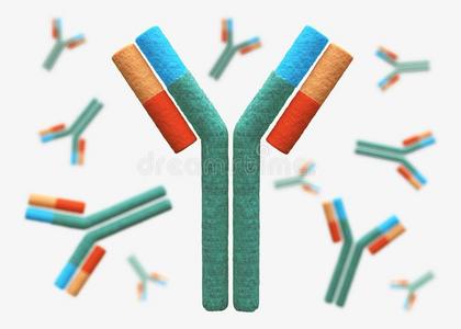 MTNR1B抗体；MTNR1B antibody,MTNR1B antibody