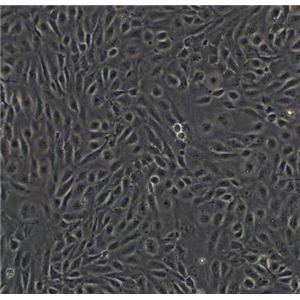 人肝癌细胞HepG2/C3A