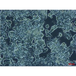 GC-2spdts小鼠精母细胞