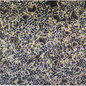 小鼠树突状细胞肉瘤细胞XY9S