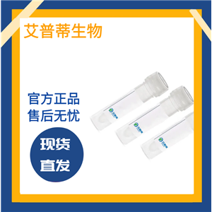 WNT8A抗体；WNT8A antibody  艾普蒂生物              