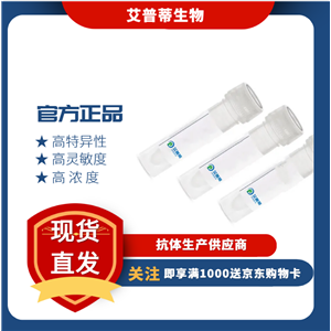 SEMA6D抗体；SEMA6D antibody  艾普蒂生物              