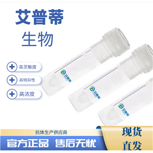 BORCS8抗體；BORCS8 antibody,BORCS8 antibody