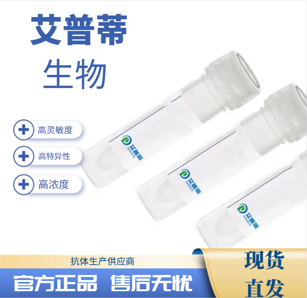 BAG3蛋白抗體；BAG3 antibody,BAG3 antibody