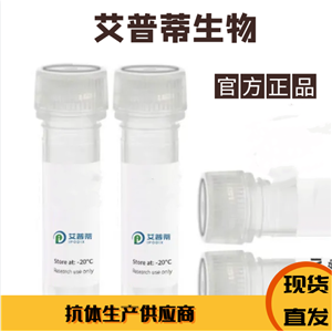 CELSR1抗体；CELSR1antibody  艾普蒂生物      