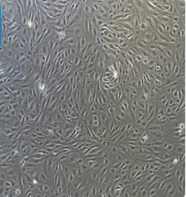 视网膜Muller干细胞MIOM1,MIOM1