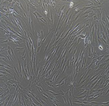 大鼠成骨细胞ROS1728,ROS1728