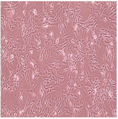 小鼠胚胎成纤维细胞MC3T3-L1,MC3T3L1