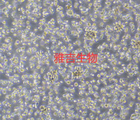 小鼠乳腺上皮细胞EpH4-Ev,EpH4Ev