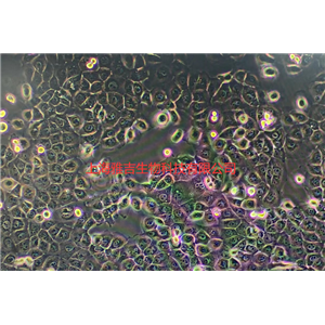 人成纤维细胞HF91,HCASMC