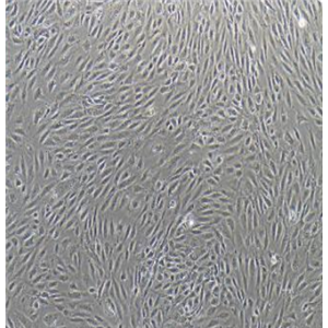 大鼠成纤维样滑膜细胞FLS,FLS