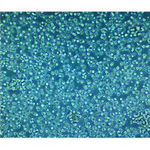 小鼠急性粒白血病细胞MLM