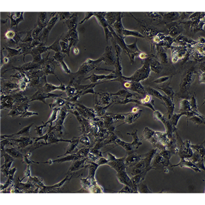 小鼠胰腺癌细胞PANC02