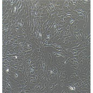 H82狗肾恶性组织细胞增生症细胞