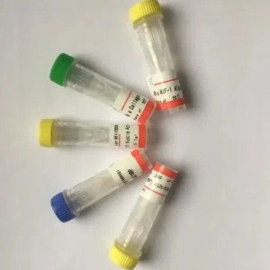 LGALS3蛋白抗體；LGALS3 antibody,LGALS3 antibody