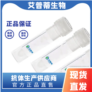 ITGB5蛋白抗体；ITGB5 antibody  艾普蒂生物     