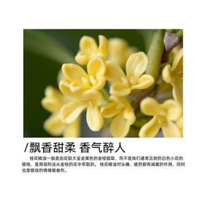 桂花精油,osmanthus essential oil