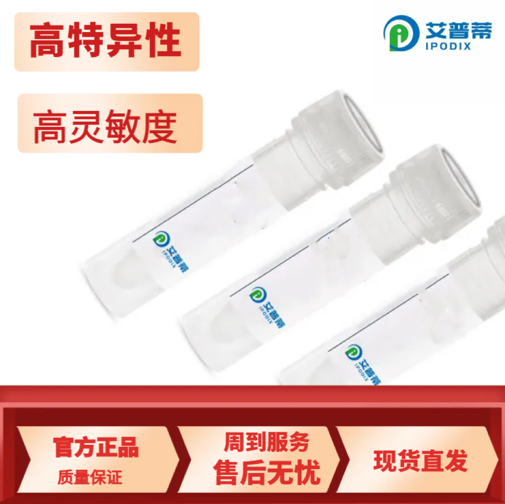 PITX2蛋白抗体；PITX2 antibody,PITX2 antibody