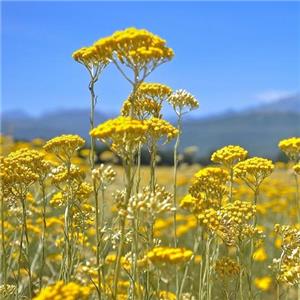 永久花精油,HELICHRYSUM