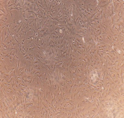 NCI-H2106 ATCC细胞,ncih2106