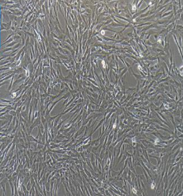 NCI-H889[H889] ATCC细胞,ncih889h889