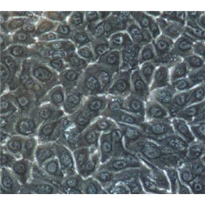 NCI-H2444 ATCC细胞