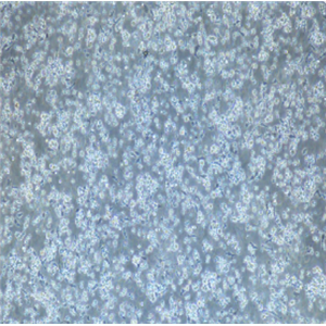 NCI-H28 ATCC细胞