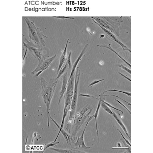 ATRFLOX ATCC细胞