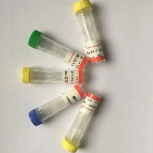 NRIP3抗体；NRIP3 antibody,NRIP3 antibody