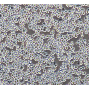 荧光素酶标记的小鼠小胶质细胞BV2/LUC,caco2/LUC