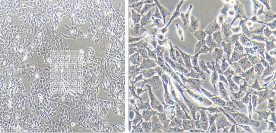 荧光素酶标记的小鼠膀胱癌细胞MBT-2/LUC,mbt2/LUC