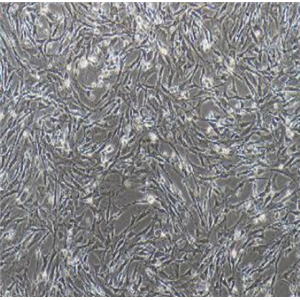 人胰腺癌细胞HTB-80