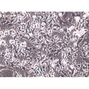 小鼠胚胎干细胞ES-E14TG2a