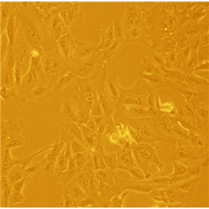 小鼠成纤维细胞+LUCL929/LUC/GFP-PURO