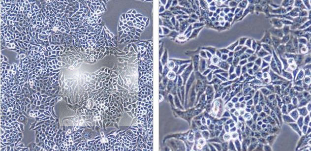 人组织细胞淋巴瘤细胞+LUCU937/LUC-PURO,u937/LUC