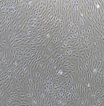 人恶性黑色素瘤细胞SK-MEL-28,SKMEL28
