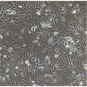 人胚肾细胞-绿色荧光蛋白标记HEK293T-E/GFP-PURO,hek293te/GFP