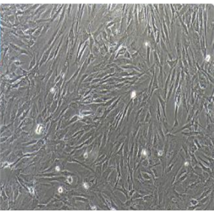 LLC/LUC/GFP-PURO小鼠肺癌細胞-綠色熒光蛋白-熒光素酶標記