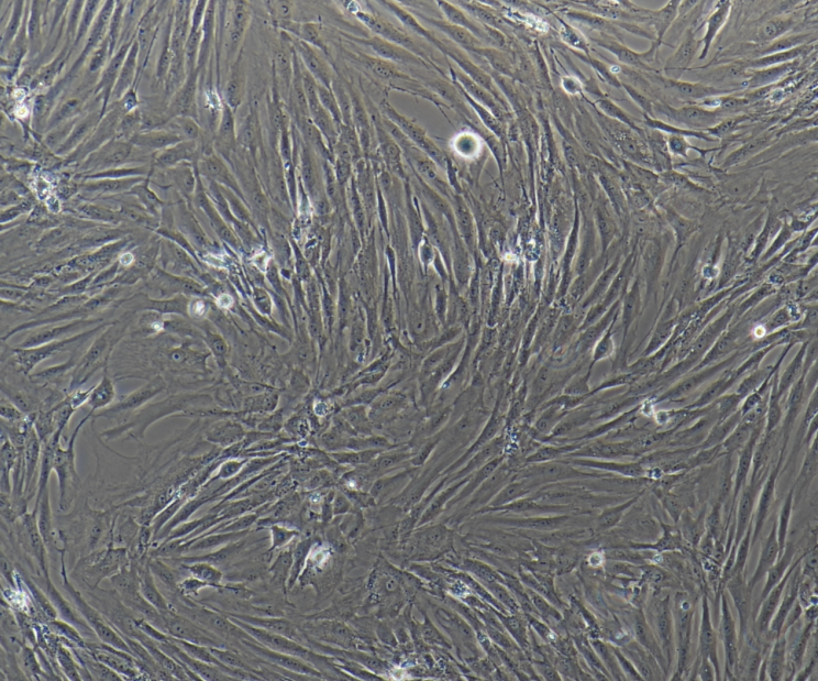 小鼠胶质母细胞瘤细胞荧光标记GL261-Red-Fluc,GL261RedFluc