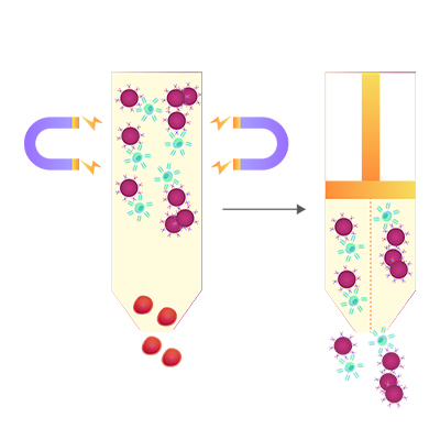 HER2磁珠,HER2 Magnetic Beads