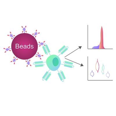 Mesothelin磁珠,Mesothelin Magnetic Beads