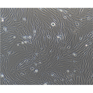 小鼠胶质母细胞瘤细胞荧光标记GL261-Red-Fluc