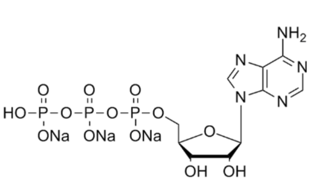 核苷酸,ATP