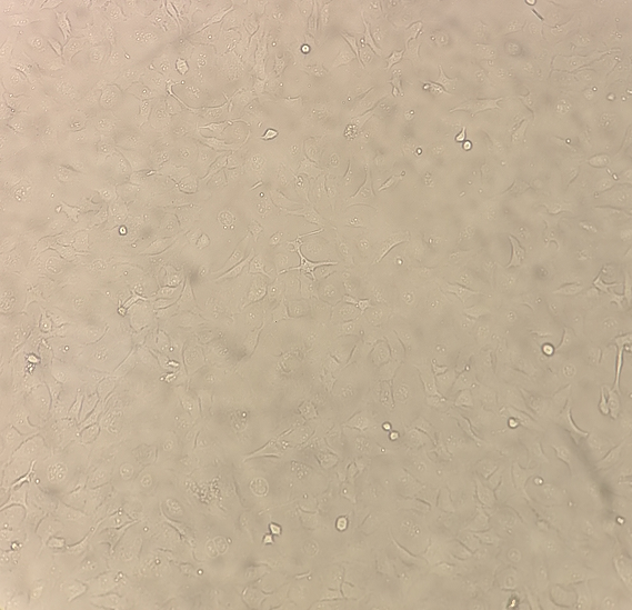 小鼠神经母细胞瘤细胞N1E115,N1E115