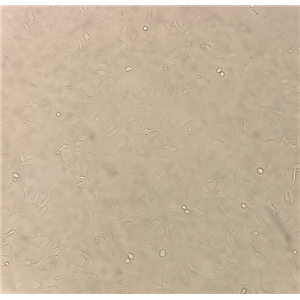 小鼠神经母细胞瘤细胞N1E115,N1E115
