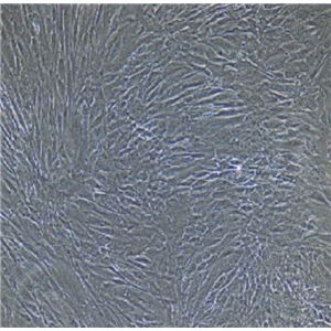 大鼠脐带间充质干细胞rUCMSCs