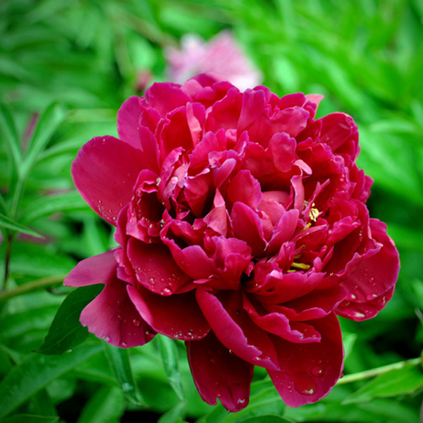 芍药提取物,Paeonia lactiflora Pall Extract