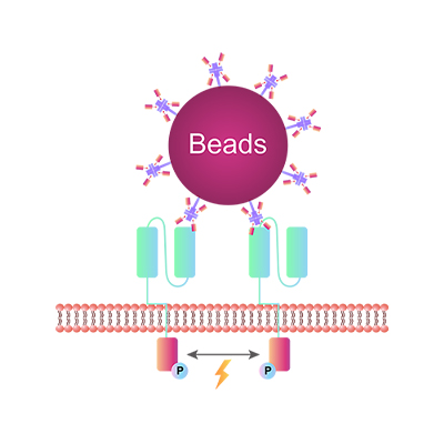 PSMA磁珠,PSMA Magnetic Beads