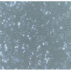 大鼠脑微血管内皮细胞RBMEC,RBMEC