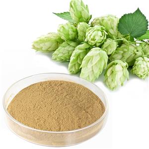 啤酒花提取物,Hop Extract